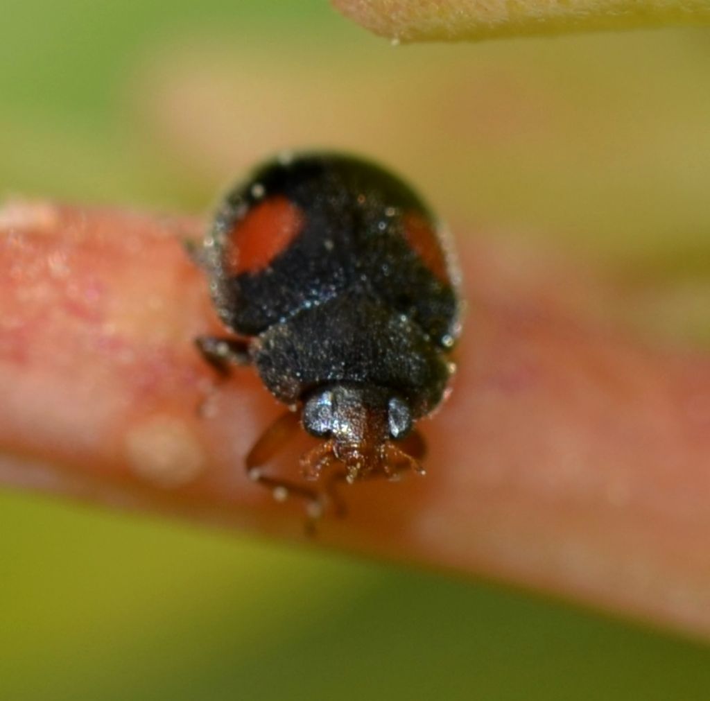 Coccinellidae da identificare